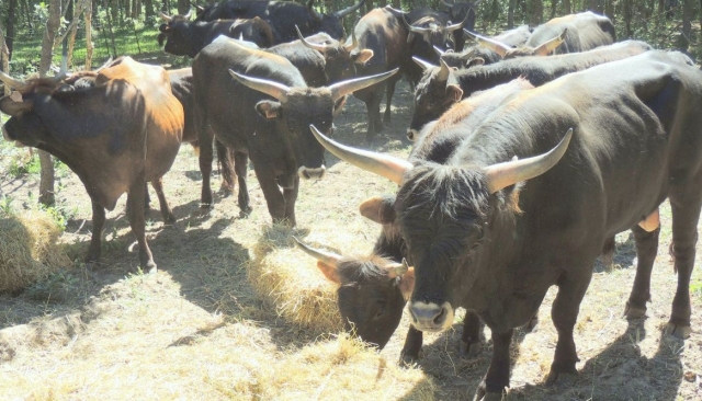 ve a los uros en directo
